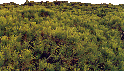 Pine Forest